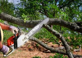 Trusted San Juan Capistrano, CA  Tree Services Experts