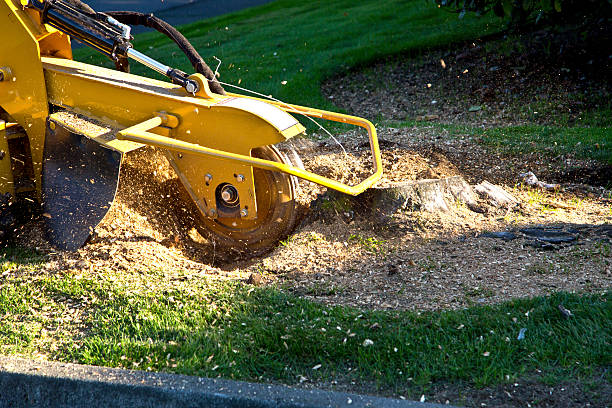 Why Choose Our Tree Removal Services in San Juan Capistrano, CA?